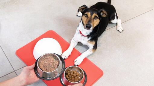 Is it bad to feed shop a puppy adult dog food